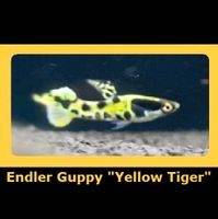 Endler Guppy "Yellow Tiger" Dortmund - Kirchlinde Vorschau