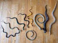 Spielzeug Schlangen Set Snakes Pankow - Weissensee Vorschau