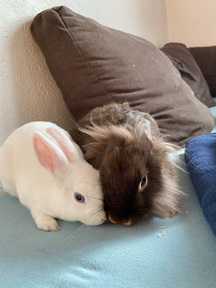 Betreuung für meine Kaninchen auf längere Zeit in Bayreuth