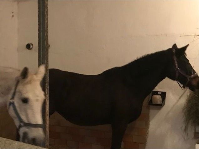 Stall für 2-4 Pferde/Ponys mit Hart-/Graskoppel | Alleinnutzung in Grub a. Forst