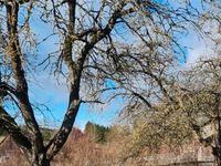 Streuobstwiese oder Wiesengrundstück Baden-Württemberg - Bösingen Vorschau