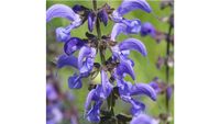 Wiesensalbei Samen für Bienen eig. Abge. Blumensamen Wiesenblumen Bayern - Schongau Vorschau