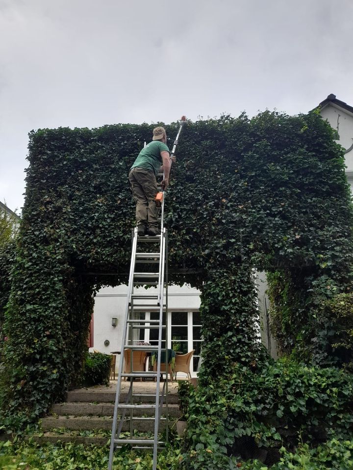 Rollrasen Gartenarbeit Gärtner Heckenschnitt  Umgraben in Essen