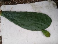 Opuntia robusta - Feigenkaktus Hessen - Erbach Vorschau