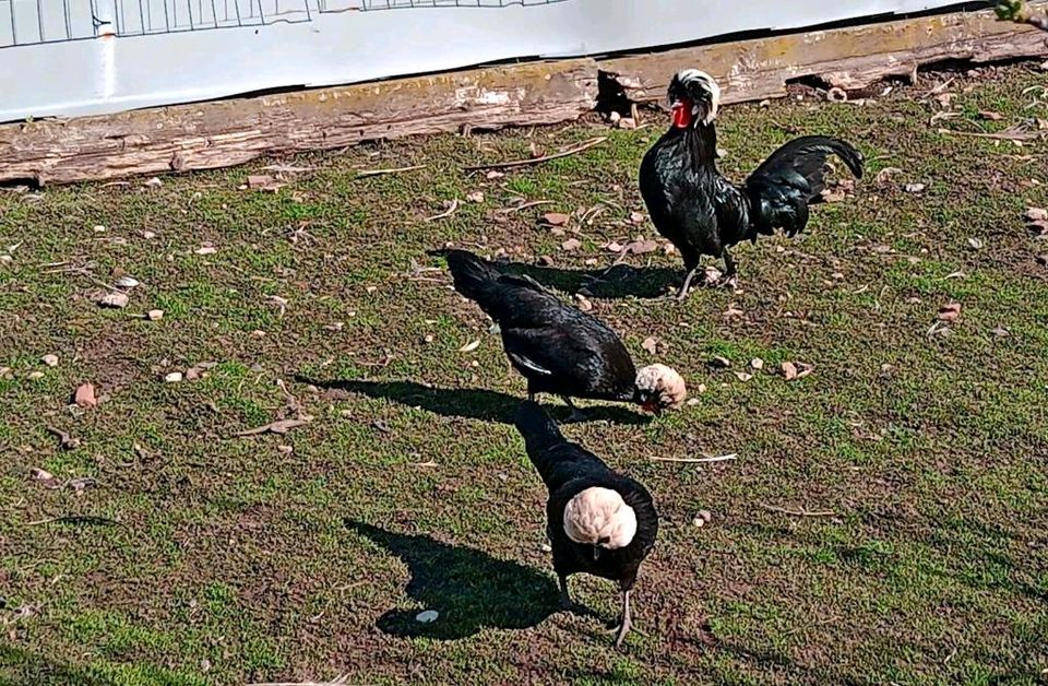 Küken, von Holländer Haubenhühner Zwerge, Weißhauben abzugeben in Niederorschel