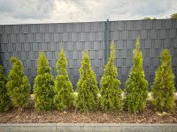 Thuja-Hecke 13 m lang Osnabrück - Hasbergen Vorschau