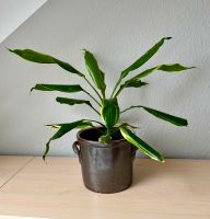 ☆ Dracaena komplett mit Keramik Übertopf ☆ Sachsen-Anhalt - Barleben Vorschau