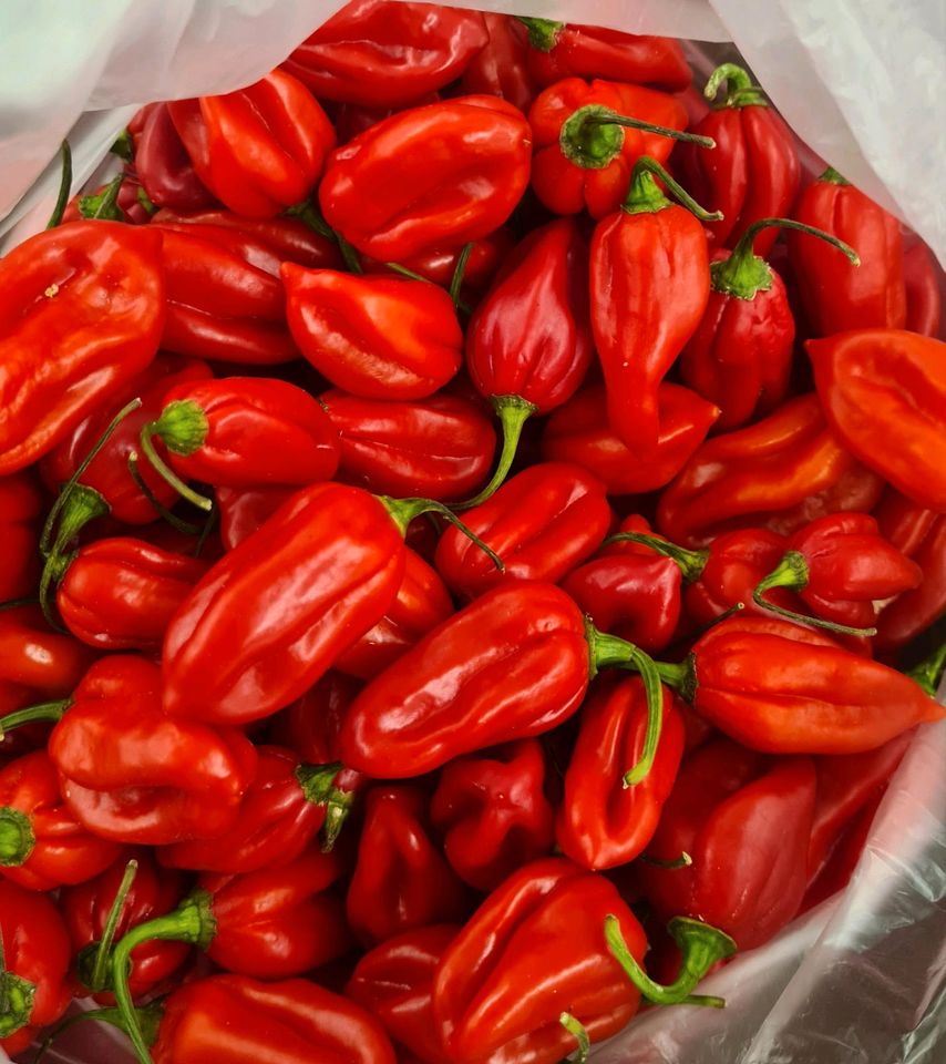 Chili Pflanzen Sämlinge Thei Moruga Bhut Jolokia Lemon Drop in Graben-Neudorf