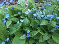 Omphalodes verna, das Waldgedenkemein, Bodendecker Herzogtum Lauenburg - Wentorf Vorschau