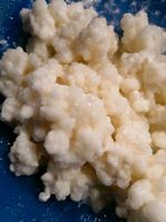 Kefirpilze, Milchkefir, lievito madre Niedersachsen - Lilienthal Vorschau