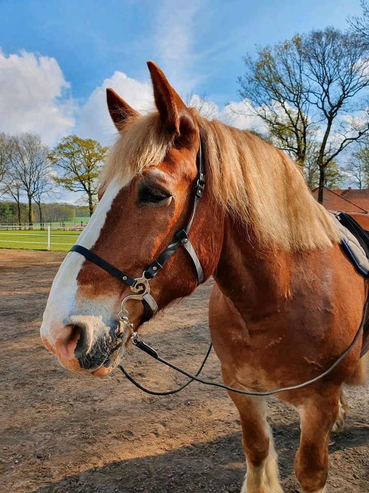 Gebissloser Zaum Kaltblut in Marl