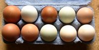 Leckere Bio Eier von glücklichen Hühnern Sachsen - Meißen Vorschau