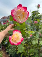 Hochstamm Baum Nostalgie Rose Baden-Württemberg - Heidelberg Vorschau