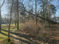 Sturmschäden Baumschnitt Entsorgung schnell✔ sauber ✔ zuverlässig Berlin - Westend Vorschau