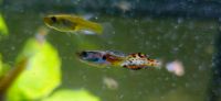 Guppy Männchen 6x Baden-Württemberg - Illingen Vorschau