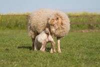 Ouessant Zwergschafe Schaf Auen & Lämmer Mecklenburg-Vorpommern - Daberkow Vorschau