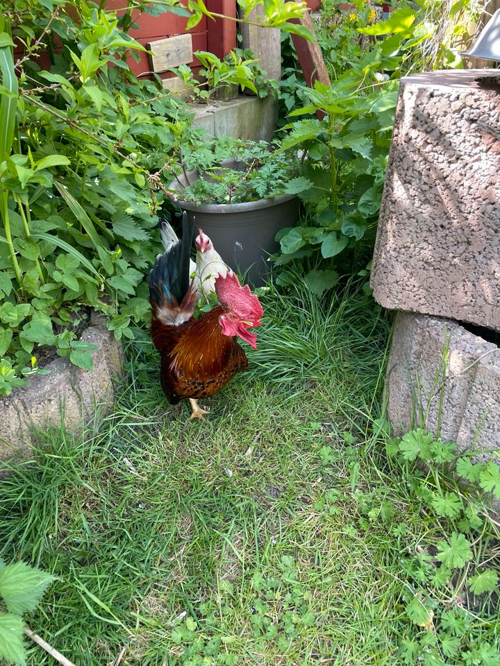 Chabo Zwerghühner Hahn in Bad Segeberg