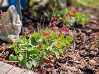 Bodendecker, kleine Winterharte Staude, rote kleine Glocken Sachsen - Delitzsch Vorschau