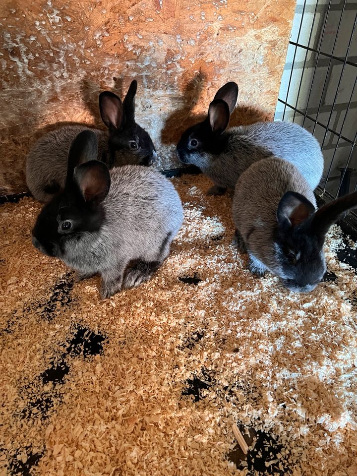 Helle Groß Silber Kaninchen zu verkaufen in Schellerten