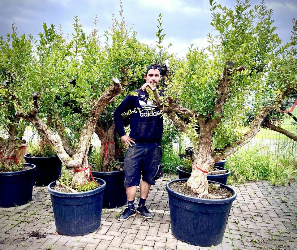 Olivenbaum Olive Winterhart Olea Europaea Höhe 270 cm in Ettenheim