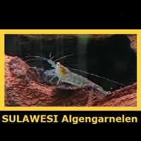 Algen Garnelen! Sulawesi Inlands Garnele, ab 30 Cent/Tier Dortmund - Kirchlinde Vorschau