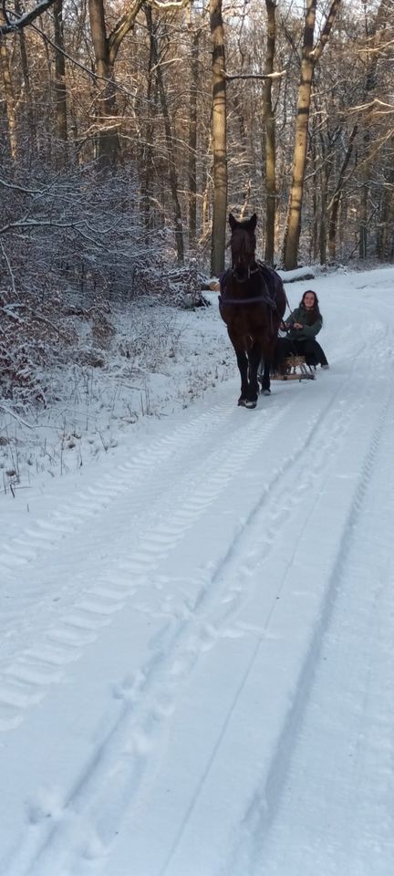 Reitbeteiligung gesucht für Traberwallach in Waldbüttelbrunn