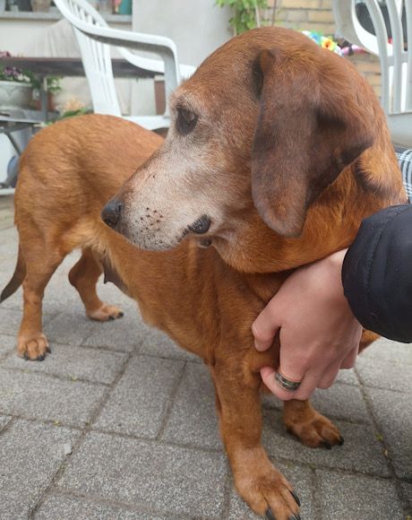 Hundeomi Tobi sucht ihren liebevollen Alterswohnsitz ♥️ in Tarp