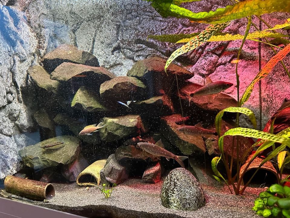 Aquariensteine Höhlenaufbau schwarz anthrazit Basalt Malawi in Rheinstetten