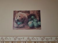 Wandbild / Wandpuzzle / Hund / Zum Verschenken Nordrhein-Westfalen - Detmold Vorschau