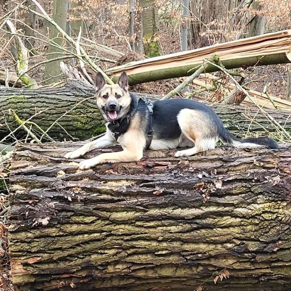 Italienischer Tierschutzhund ERCOLE sucht neues Zuhause in Köln