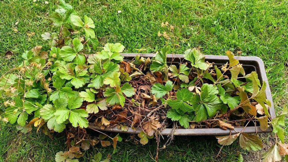 Waldsteinie, Golderdbeere, Bodendecker in Raschau-Markersbach