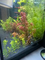 Aquarium pflanzenpaket grün und rot für 100liter Aquarium Bayern - Rohr Vorschau