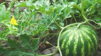 BIO Wassermelonen Samen Ökologisch Melone Rot Saat Biologisch Bayern - Gilching Vorschau
