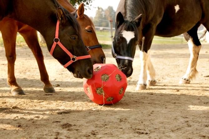 Futterspielball, Pferdeball, Spielball für Kälber und Pferde, in Engelsberg