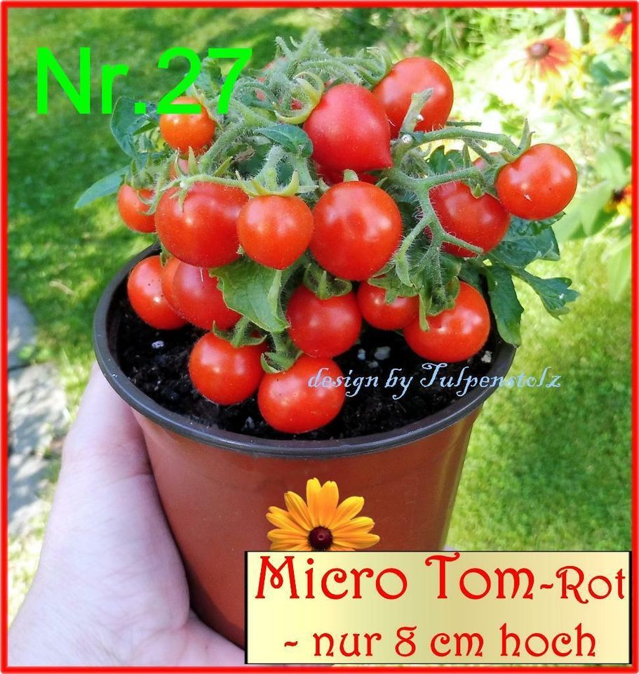 ♥ BONSAI Tomate Micro Tom gelb,rot Samen Alte Sorte Balkon,Garten in Hamburg