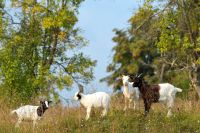 Landschaftspflege durch Ziegen Rheinland-Pfalz - Landstuhl Vorschau