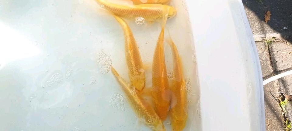 ♥♥Yamabuki Kois super gold Gelb einmalig top Farben Koi Teich♥♥♥♥ in Berlin