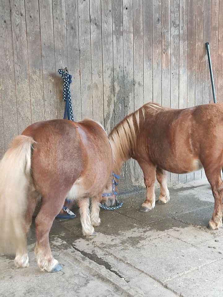 2 liebe Shetty Wallache in Badbergen