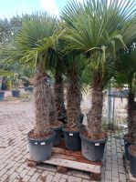 Winterharte Hanfpalme Trachycarpus Fortunei XXL Stamm Münster (Westfalen) - Centrum Vorschau
