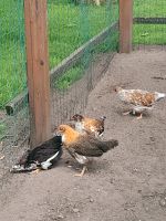 Schwedische Blumenhühner Hennen Niedersachsen - Neuenkirchen-Vörden Vorschau