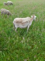 Kamerunschaf mit Aulamm Niedersachsen - Neustadt am Rübenberge Vorschau