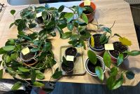 Wachsblume Porzellanblume Hoya Carnosa Ableger Zimmerpflanzen Thüringen - Jena Vorschau