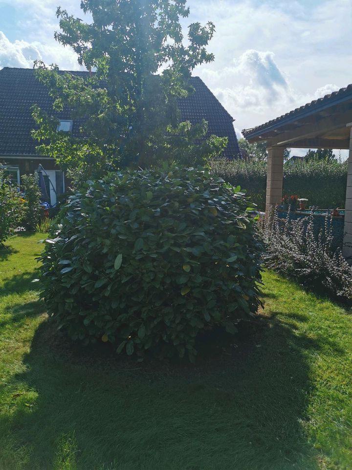 Biete Gartenarbeit in OHV/HVL in Velten