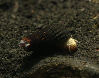 Tylomelania sp. Mini Yellow - Sulawesi Turmdeckelschnecke Dresden - Innere Altstadt Vorschau