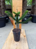 Araucaria araucana Araukarie Chilenische Schmucktanne 50-60cm Nordrhein-Westfalen - Nordkirchen Vorschau