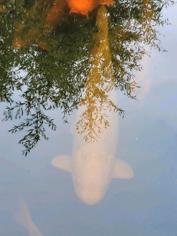 Kois,  chagoi bis 100 cm in Düren