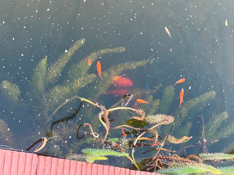 Junge Goldfische abzugeben in Leer (Ostfriesland)