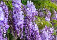 Wisteria- Glycine jungpflanze,Setzlinge  je 2 Stück Mitte - Wedding Vorschau