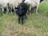 Schafböckchen Bergschafbock+ Rauwolliges Pommernschaf Niedersachsen - Braunschweig Vorschau