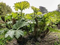 SUCHE Ableger/Rhizom Mammut Blatt - Gunnera manicata Frankfurt am Main - Niederursel Vorschau